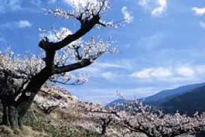 星野喜蝶 龍書画展～龍の波動～