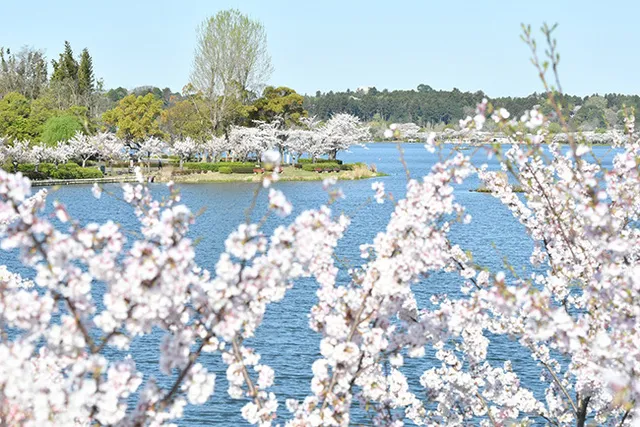 第42回　水戸の桜まつり