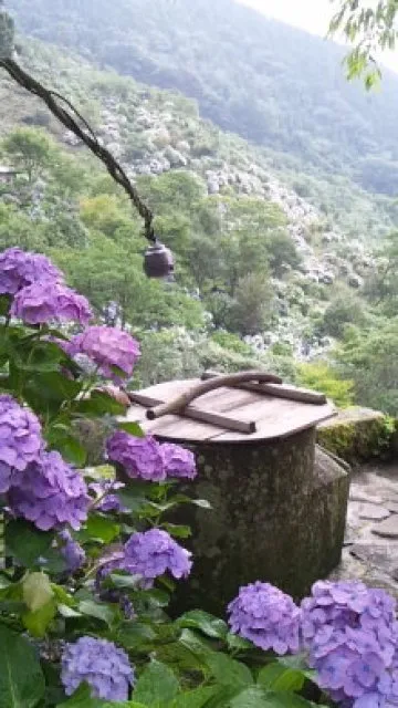 【あじさい・見ごろ】東雲の里