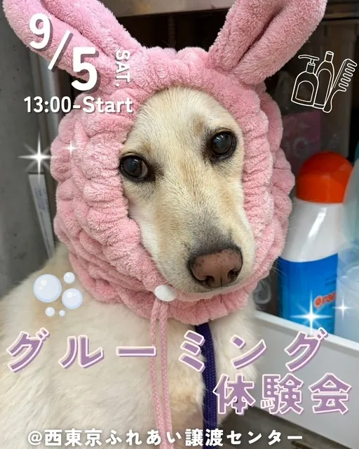 グルーミング体験会