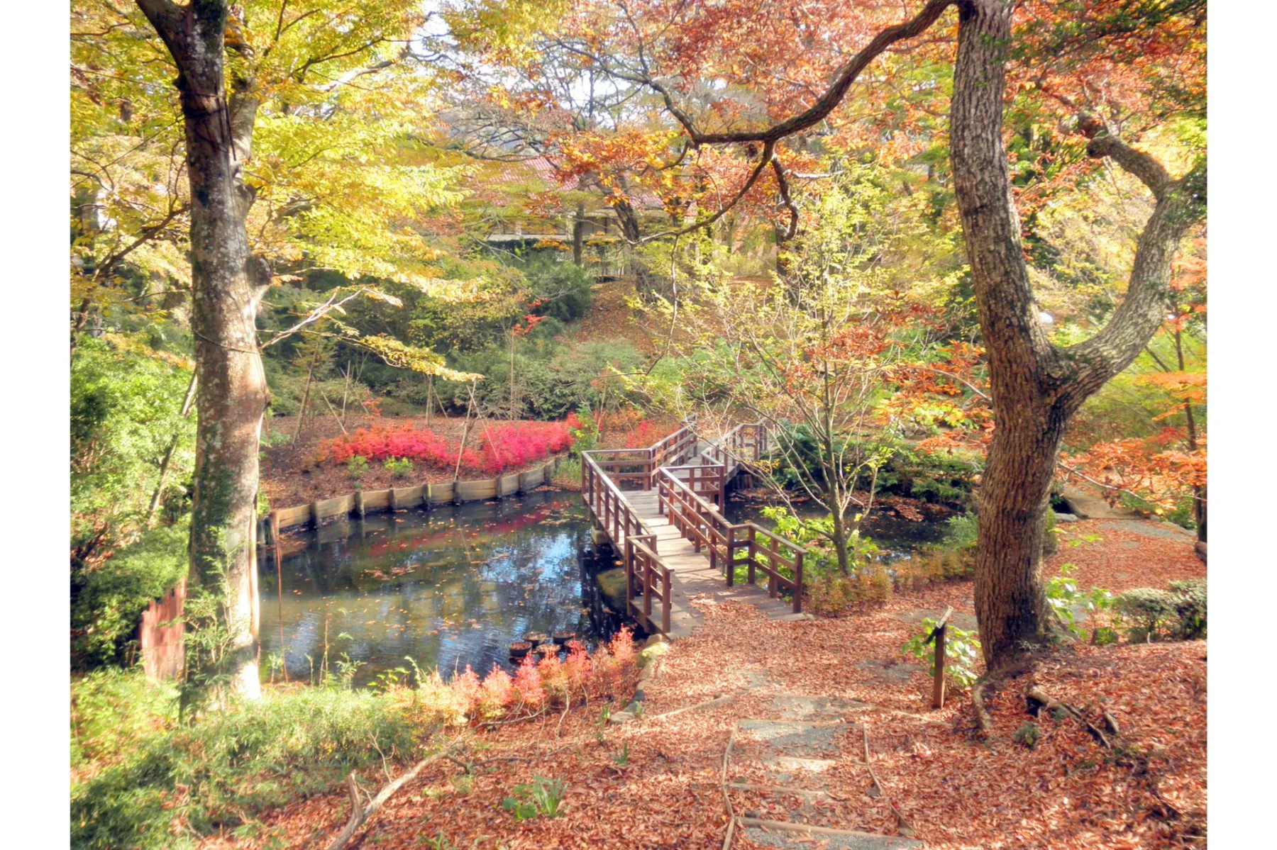小田急箱根ハイランドホテルの紅葉情報_3