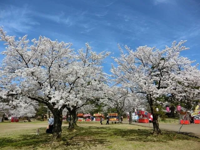 【桜・見ごろ】悠久山公園_1