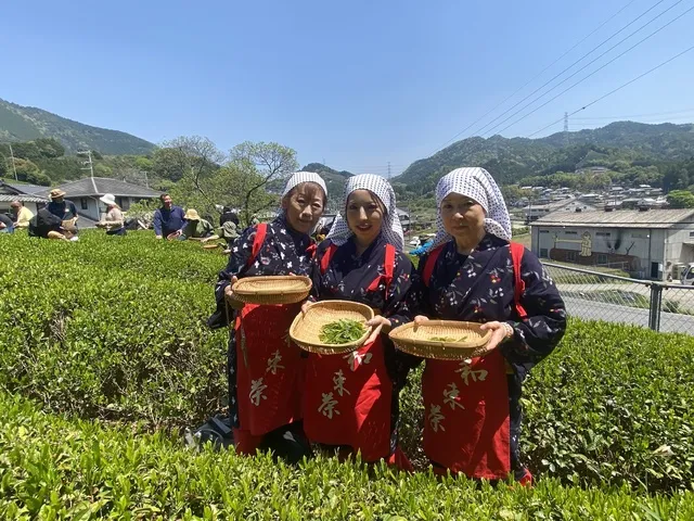 夏の茶摘体験2026