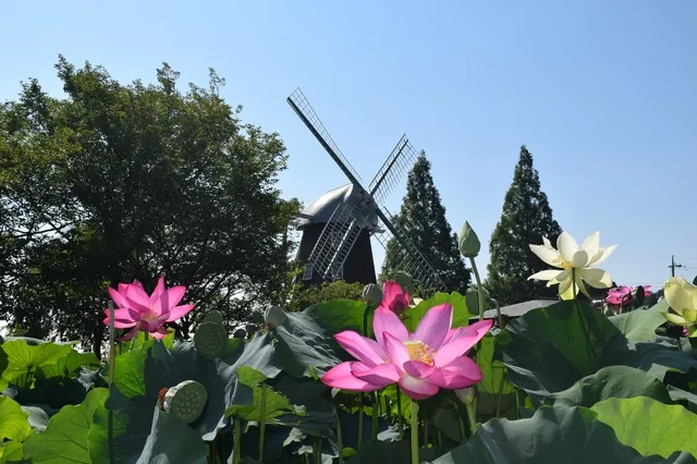【花・見ごろ】あけぼの山農業公園のハスと大賀蓮