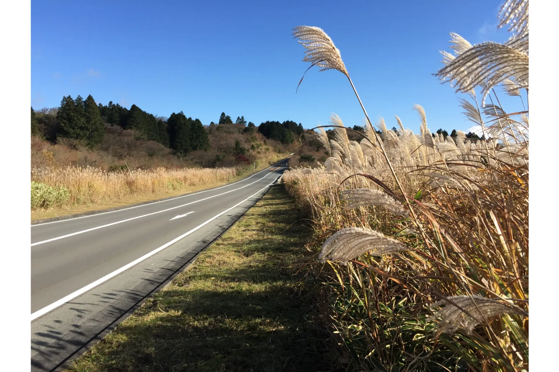 アネスト岩田ターンパイク箱根の紅葉情報_3