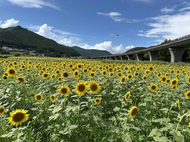 【花・見ごろ】復興のひまわり