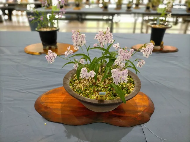 富貴蘭・風蘭展