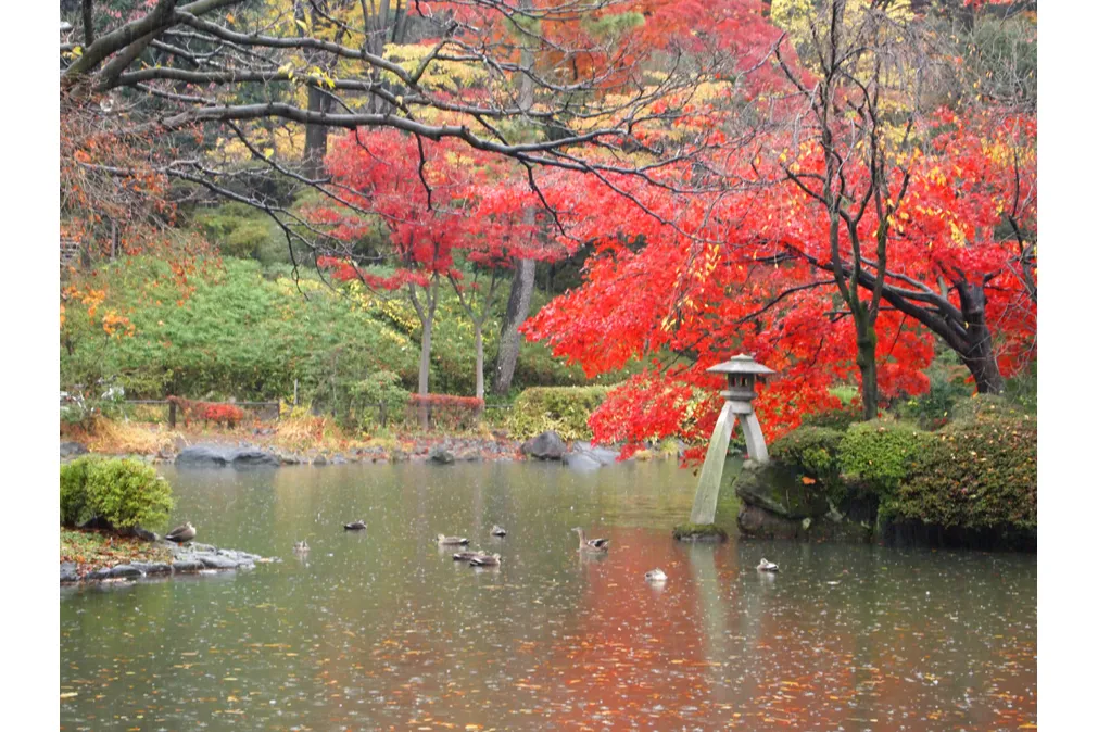有栖川宮記念公園の紅葉情報_1