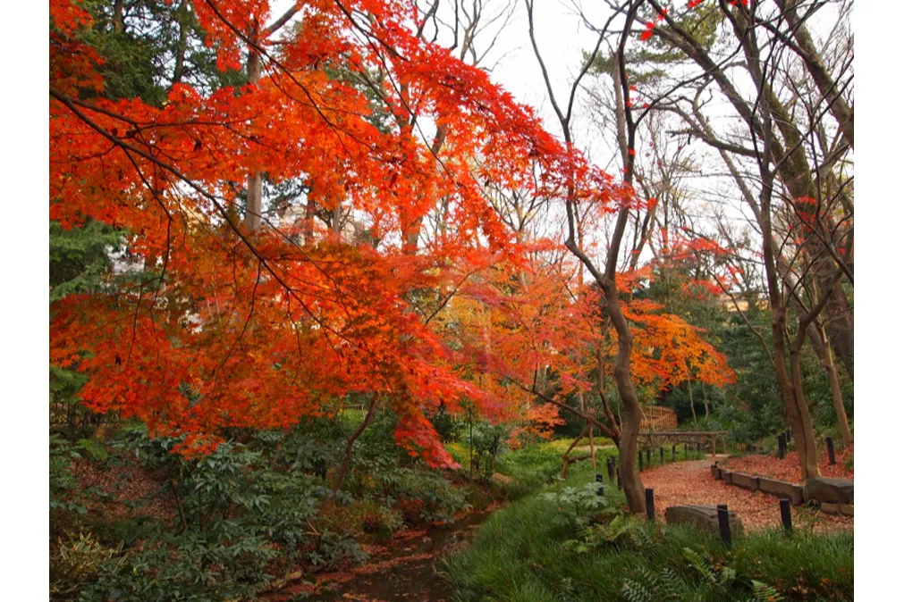 有栖川宮記念公園の紅葉情報_2
