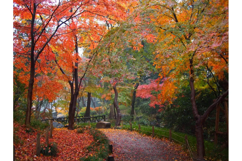 有栖川宮記念公園の紅葉情報_3