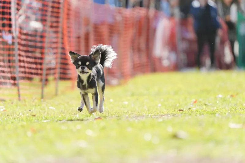 YOKOHAMA GOGO DOG FES 2025 Autumn_4