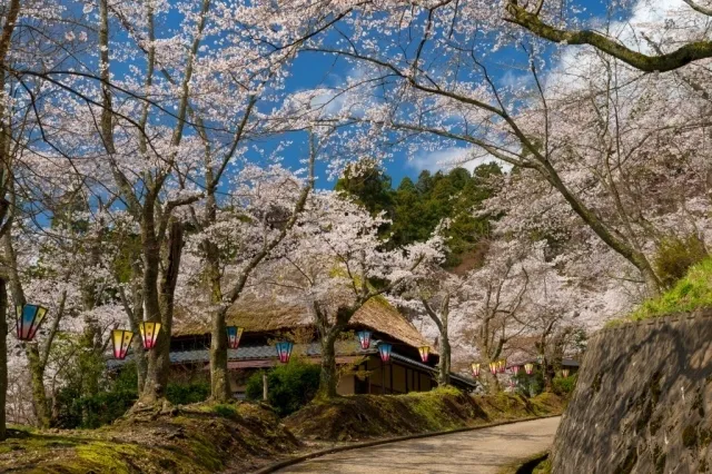 【桜・見ごろ】花筐公園