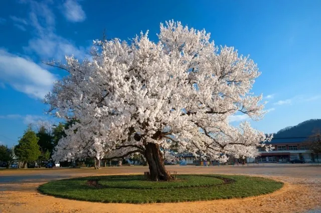 【桜・見ごろ】味真野小学校 校庭