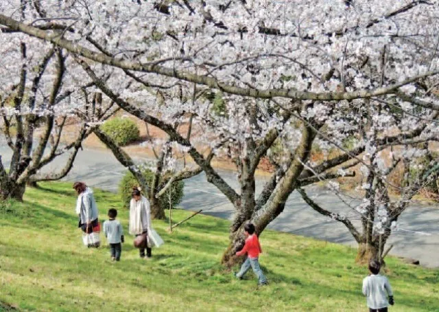 【桜・見ごろ】橋本カントリークラブ