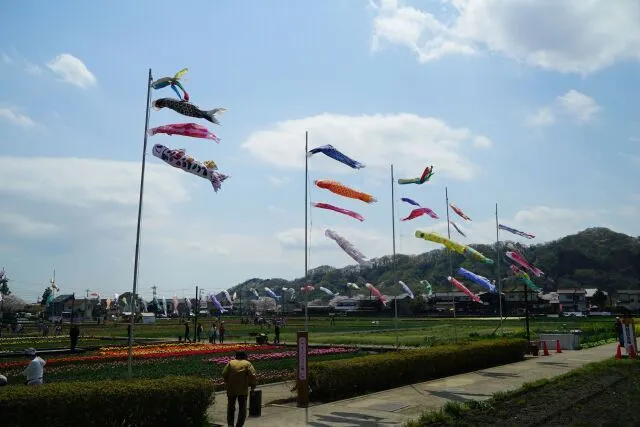 はむら花と水のまつり2026　後期チューリップまつり