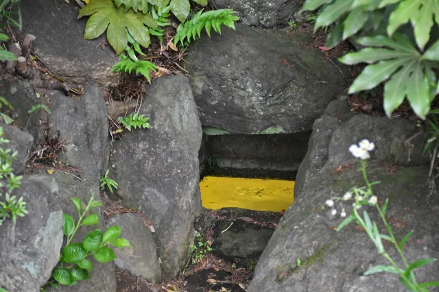 実篤公園の光藻（ヒカリモ）