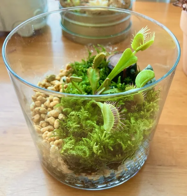 食虫植物寄せ植え講座