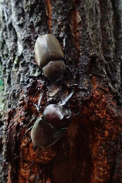 虫さがし「秋の昆虫」