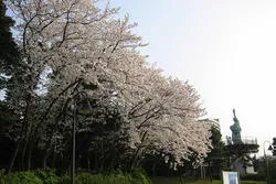 お台場のお花見 桜の名所22 レッツエンジョイ東京 お台場のお花見 桜の名所22 レッツエンジョイ東京