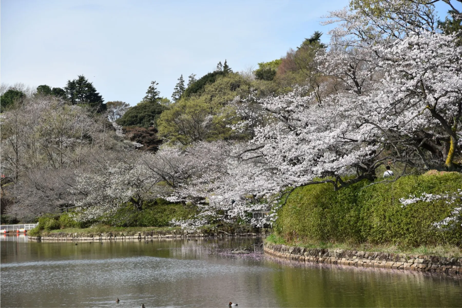 三ッ池公園桜まつり_1