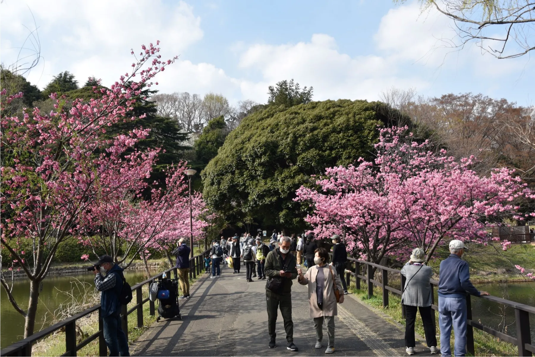 三ッ池公園桜まつり_2