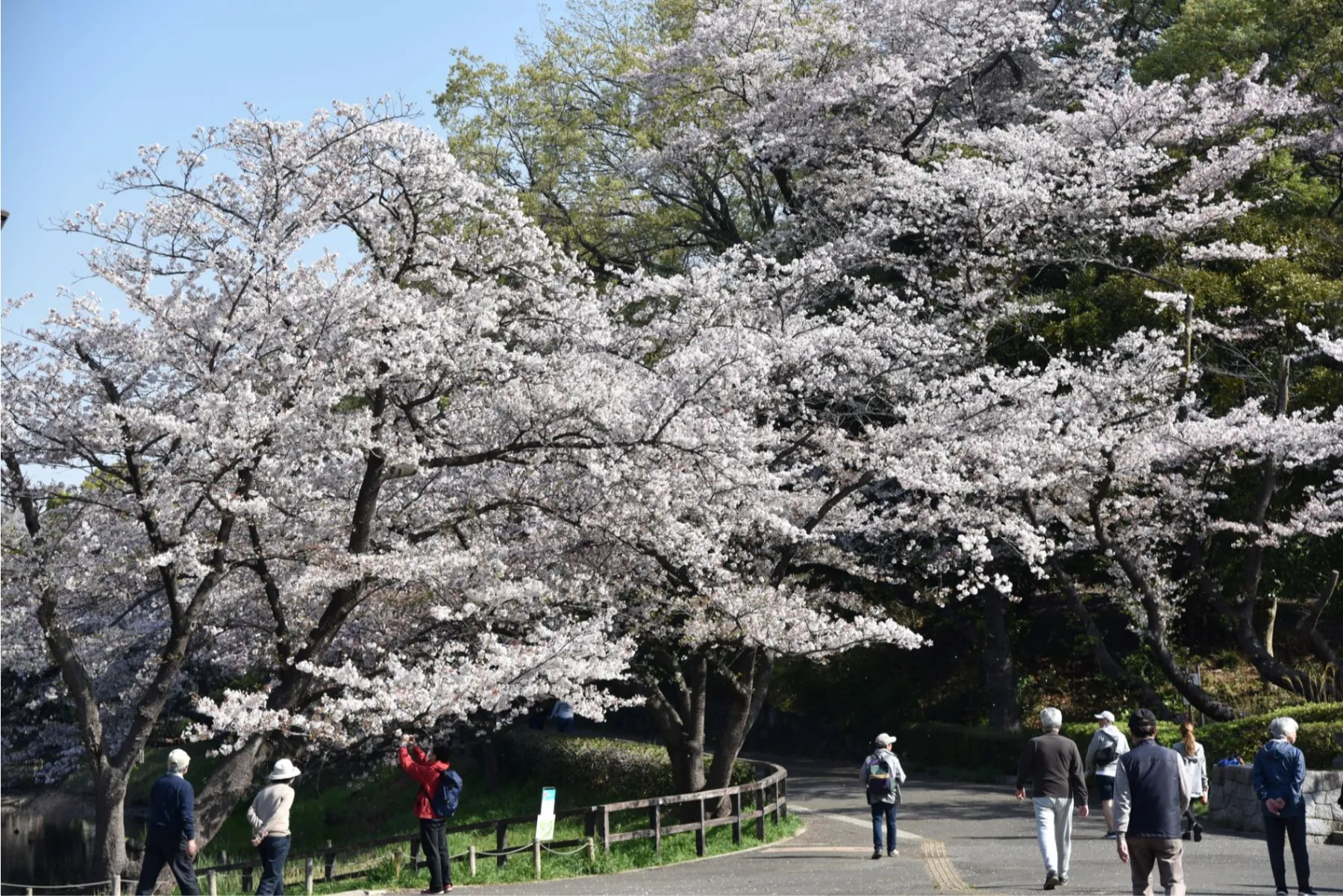 三ッ池公園桜まつり_3