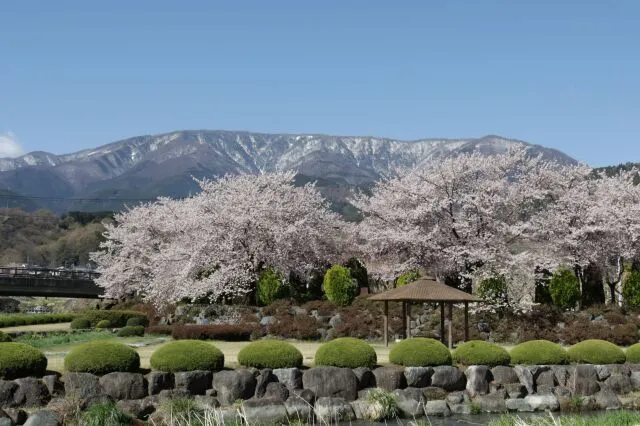 【桜・見ごろ】滝沢川公園