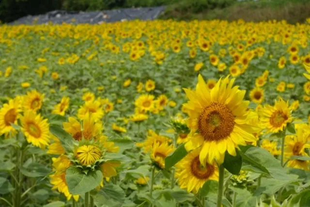 【花・見ごろ】大俣原ひまわり畑