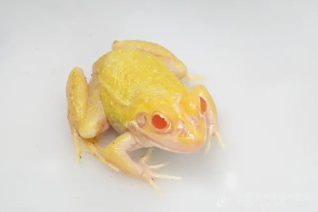 特別展『発見！いろいろな色のカエルたち』