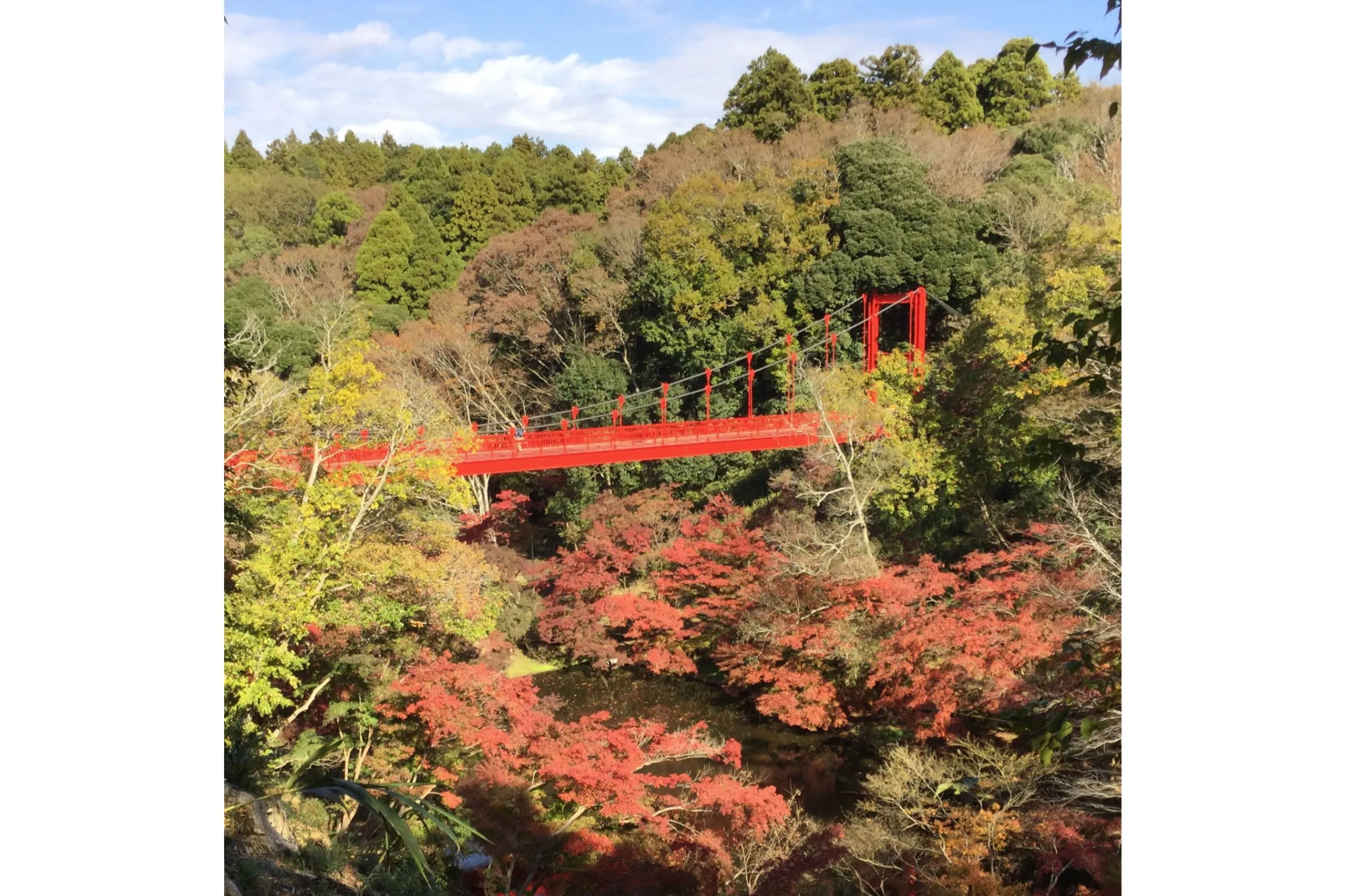 泉自然公園の紅葉情報