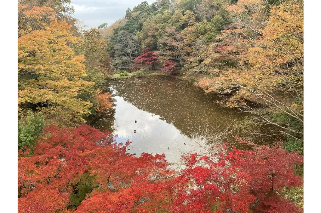 泉自然公園の紅葉情報_2