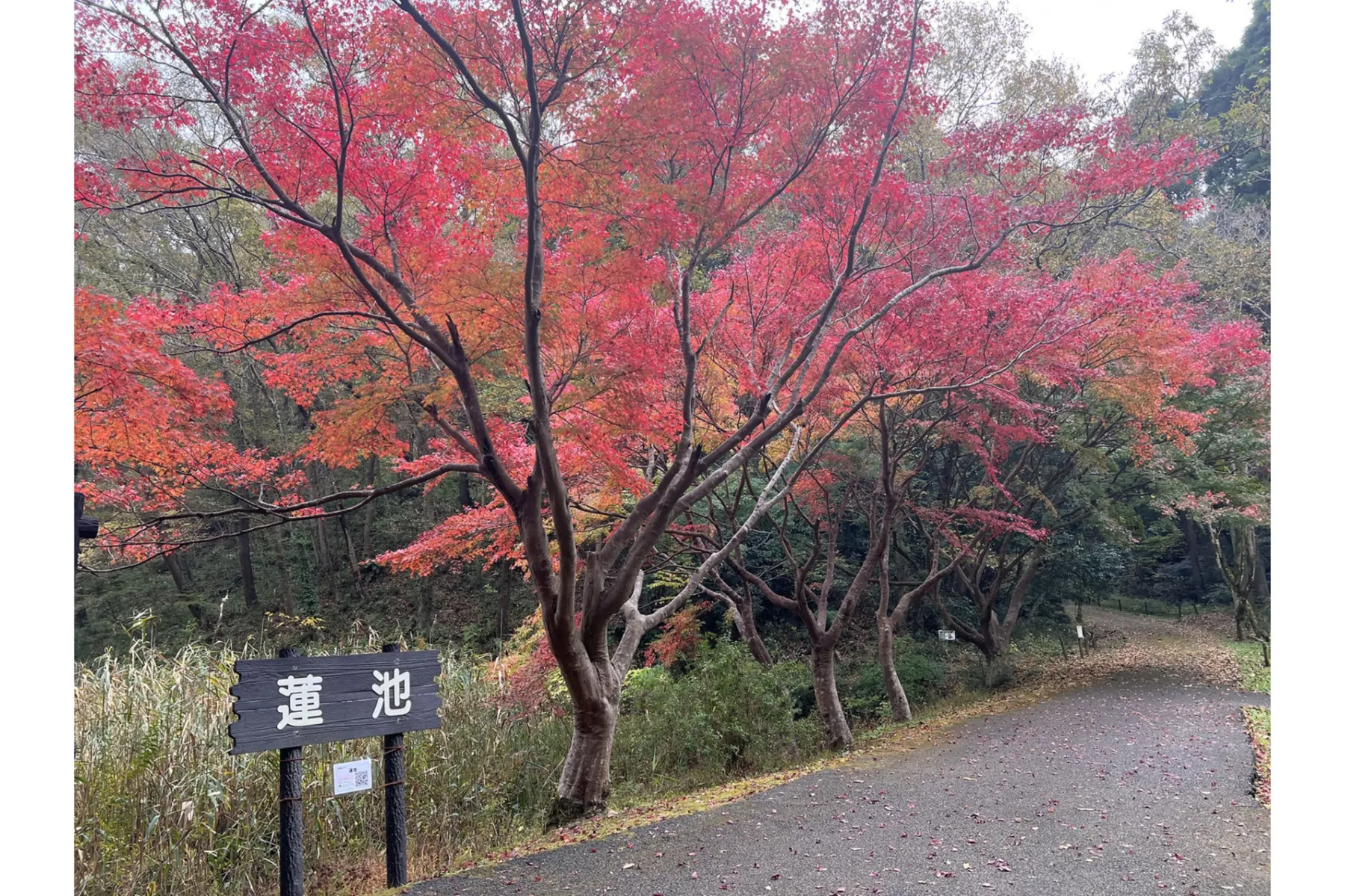 泉自然公園の紅葉情報_3