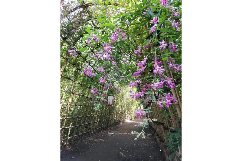 向島百花園ハギのトンネル（昨年の様子）