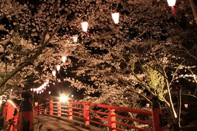【桜・見ごろ】小見川城山公園
