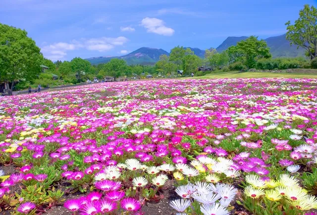【花・見ごろ】くじゅう花公園　リビングストンデージー