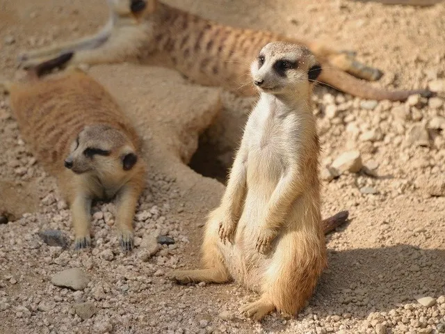 飼育係とおはなしサタデー ～ミーアキャットとチンパンジーについてのお話～