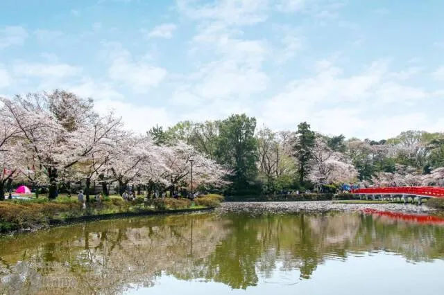 第49回 岩槻城址公園桜まつり