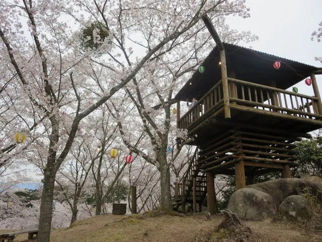 【桜・見ごろ】苗木さくら公園