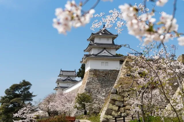 【桜・見ごろ】明石公園
