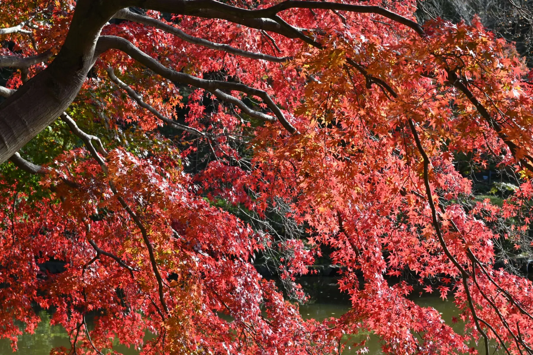 薬師池 紅葉まつり_2