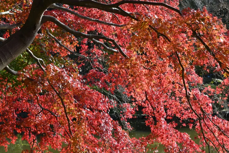 薬師池 紅葉まつり_2