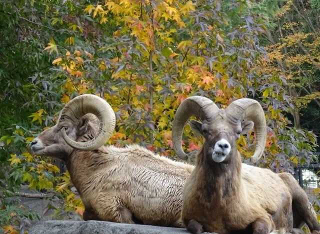 【紅葉・見ごろ】横浜市立金沢動物園・金沢自然公園