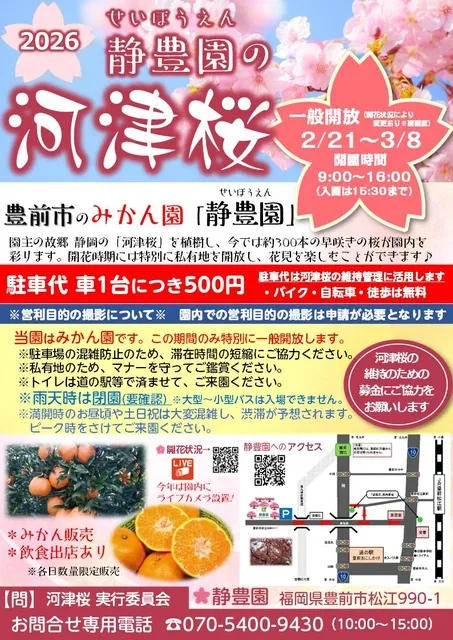 2026年 静豊園の河津桜