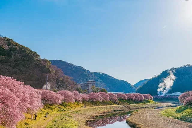 第29回　みなみの桜と菜の花まつり_1