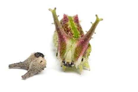 大昆虫展in東京スカイツリータウン (R)～昆虫と地球とみんなのみらい～_4