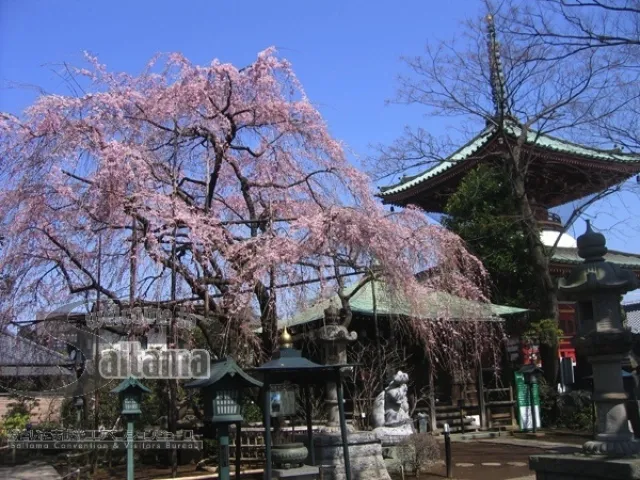 【桜・見ごろ】円乗院_1