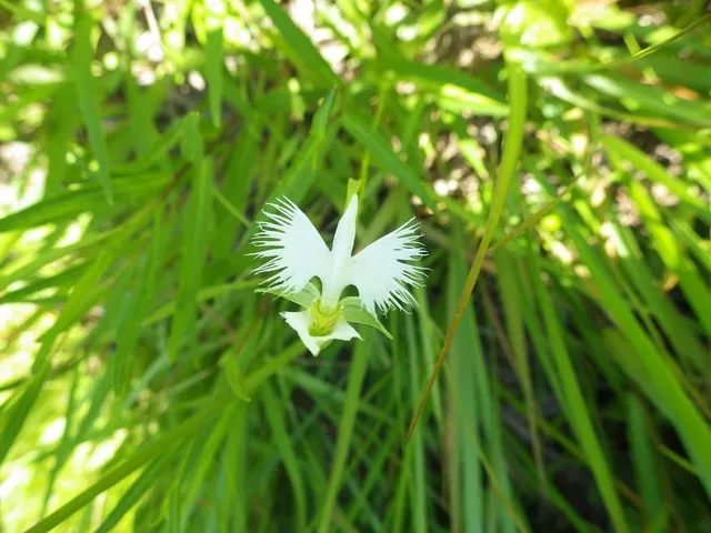 野の花めぐり（7月）