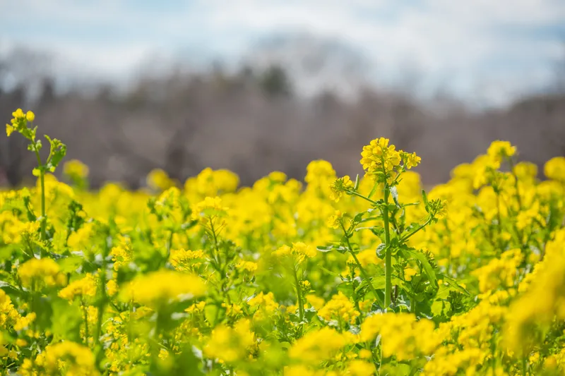 みんなの原っぱ・ナノハナ（過去の様子）