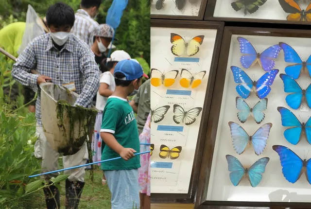 平井先生の生き物観察会＆昆虫標本教室