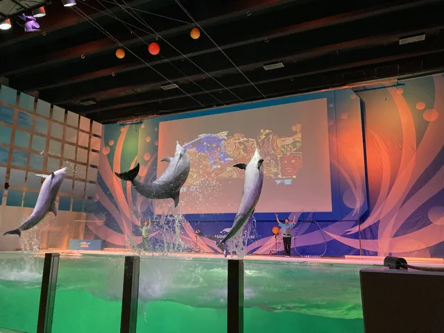 イルカパフォーマンスねぶたバージョン